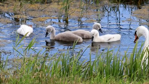 swan cygnets searching feed in a lake
