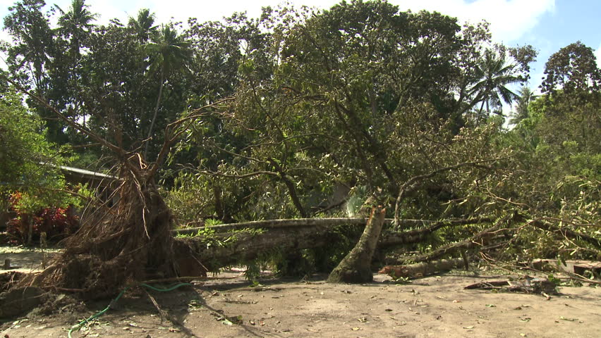Hurricane Wind Damage To Large Trees - Shot in full HD 1920x1080 30p on Sony EX1