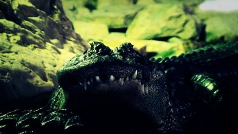 Waving Nightmare Crocodile Alligator Looking Camera Stock Footage Video