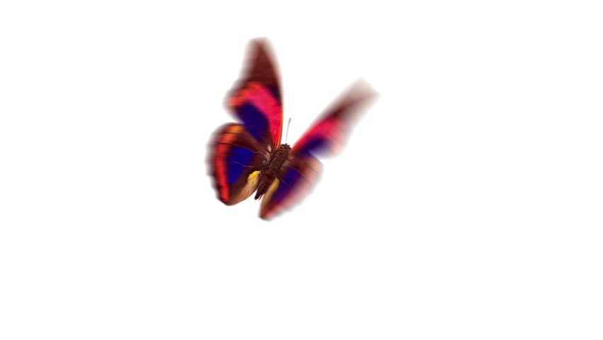 flying butterfly with alpha channel