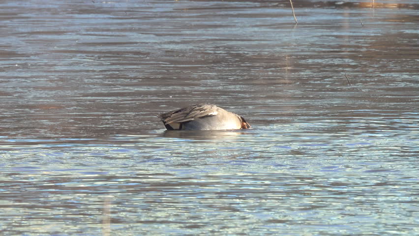 Eurasian teal or common teal (Anas crecca) is looking for food in the water