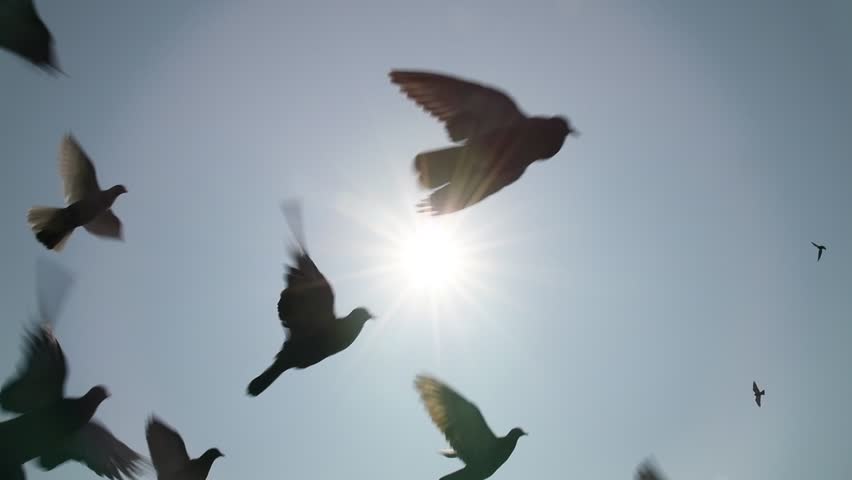Pigeons flying in the blue sky, Slow motion. Royalty-Free Stock Footage #32652319