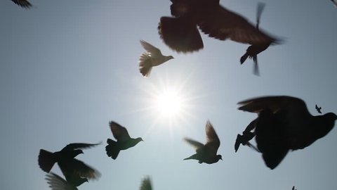 Pigeons flying in the blue sky, Slow motion.