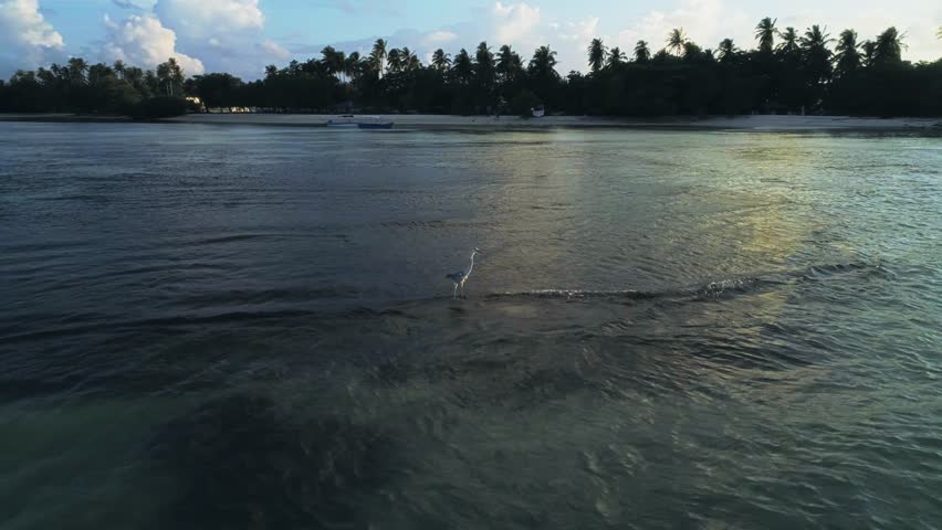 Flying over the ocean near tropical island. 
 View of the heron on the water.