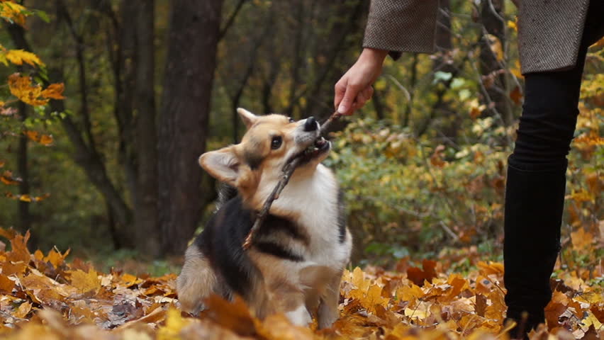Welsh Corgi Pembroke, frolic in nature, runs, catches up and gnaws a stick, plays with the hostess. A dog on a walk with the hostess in a beautiful autumn forest.