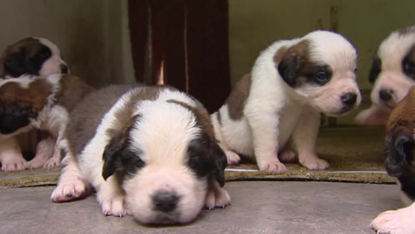 6 week old st bernard puppies