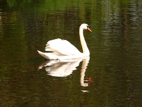 Beautifull white swan swimming in the lake
