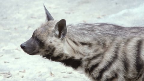 Striped hyena (Hyaena hyaena). Wild life animal. Close-up