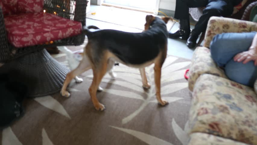 Timelapse of Beagle Mutt Puppy playing with Westie Puppy at party