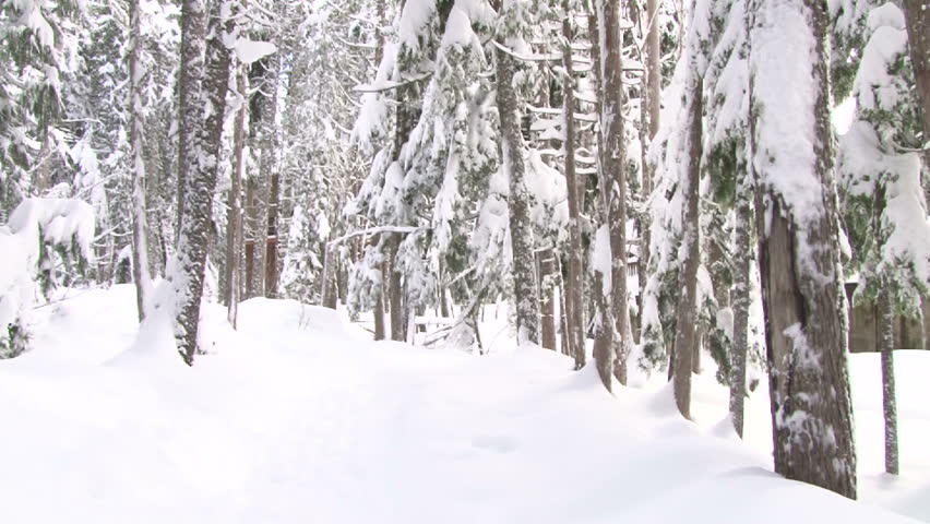 Fresh snow falling over lush Oregon forest in winter, camera tilt up.