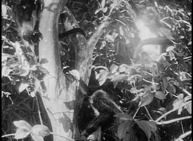 Monkeys sitting in a tree
