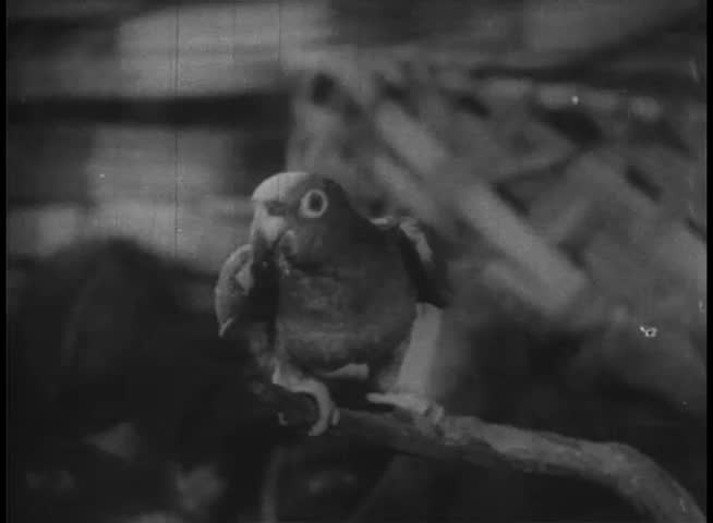 Close-up of parrot on perch