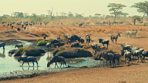 Cinematic shot of Great Migration of zebra and wildebeest by water well, drinking on a bright, hot, sunny day in colorful, dry savanna plains of Serengeti national park in Tanzania, Africa.
