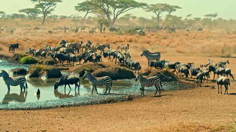 Cinematic shot of Great Migration of zebra and wildebeest by water well, drinking on a bright, hot, sunny day in colorful, dry savanna plains of Serengeti national park in Tanzania, Africa.