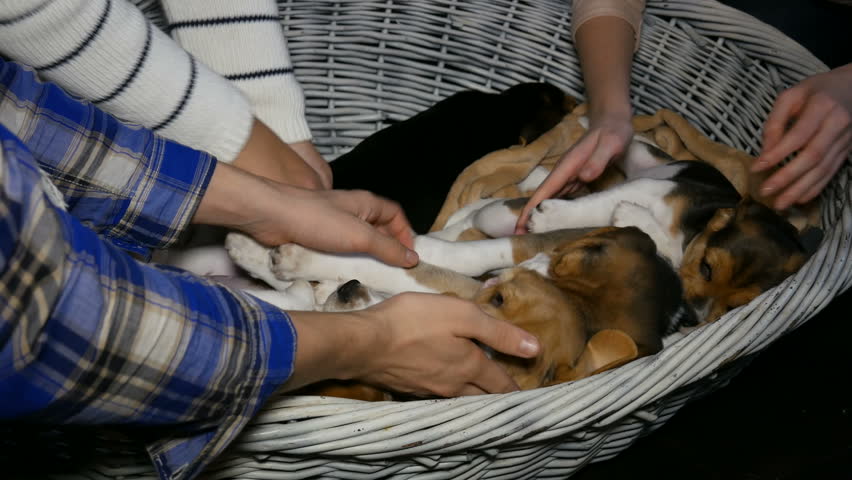 female hand strokes a sleeping beagle puppy close up