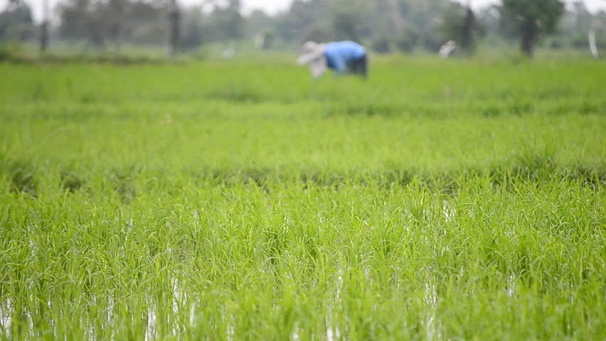rice sprouts blowing in farm