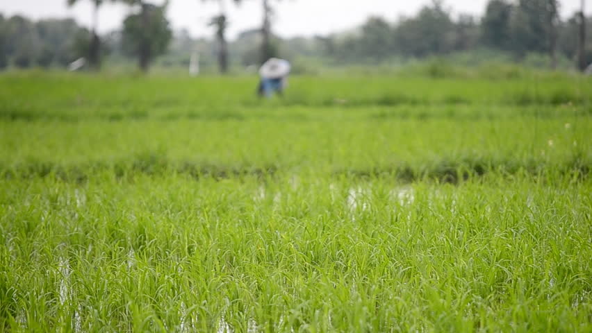 rice sprouts blowing in farm