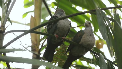 Two pigeons sitting on palm tree leaf. Bangkok, Thailand.