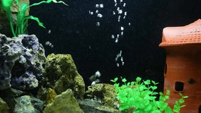 Fish in the aquarium Video Aquarium