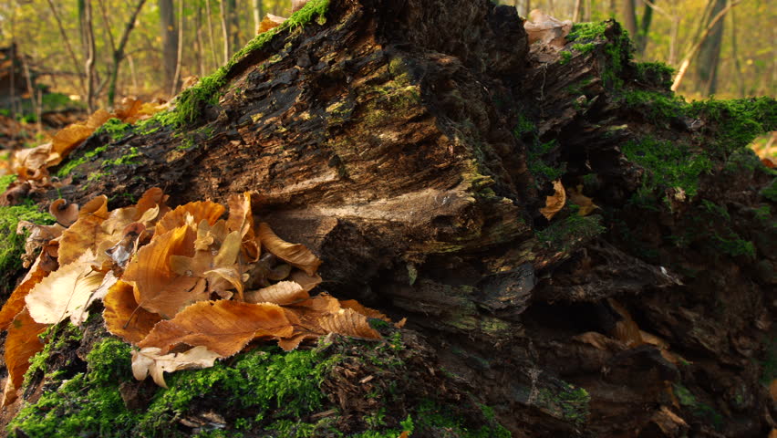 Fallen leaves on a mossy wood with a golden background.