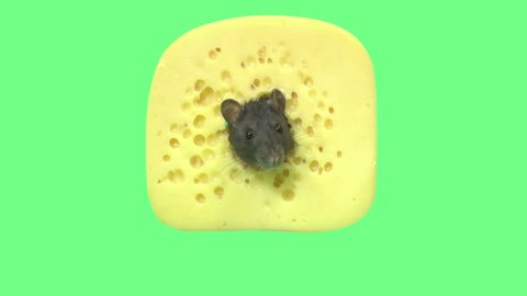 head of rat and cheese on green screen