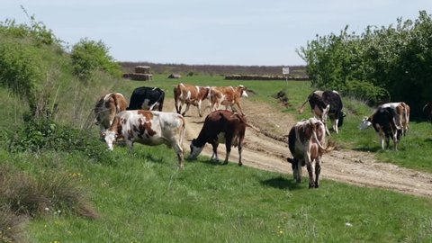 Cows go to grazing