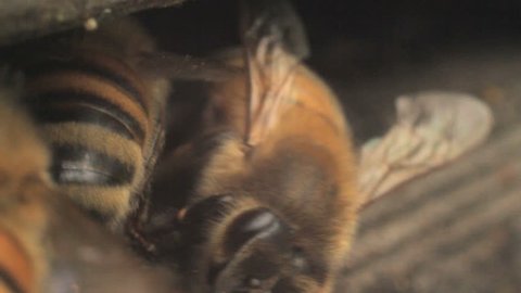 honey bees close up with macro lens walking into camera