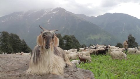 Goat sitting on the rock at the mountain top while rest of flock or herd feeding on the grass