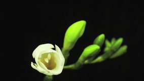 White Flower Blooming on Black Background in Time Lapse