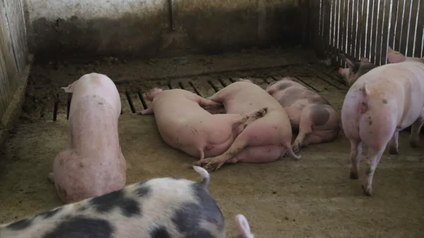 Fattening pigs sleeping