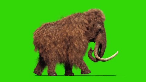 Mammoth Real Fur Walkcycle Jurassic Green Screen 3D Rendering Animation