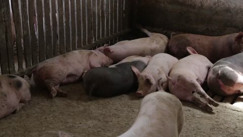 Sleeping herd of pigs