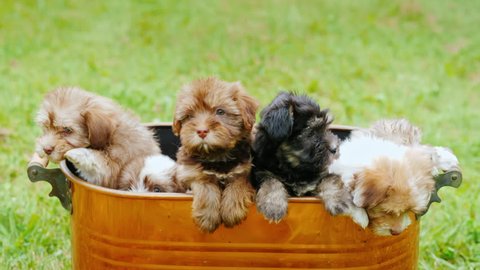 Little defenseless puppies are sitting in a large bucket. Buy yourself a pet concept
