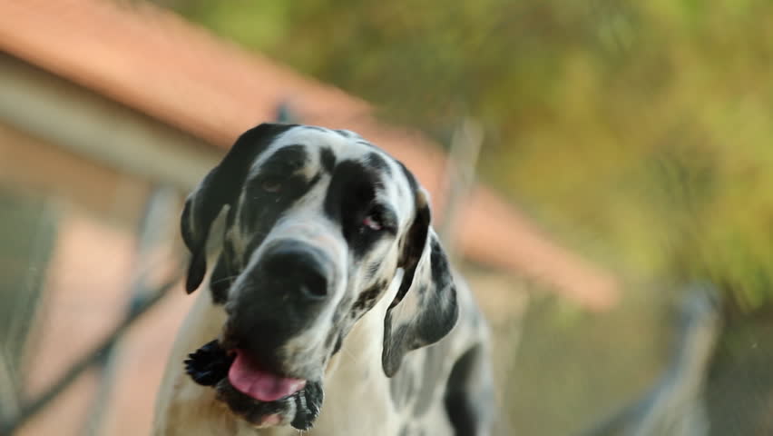 Dog barking in slow-motion 120fps. Portrait of Great Dane dog breed barking | Shutterstock HD Video #32685826