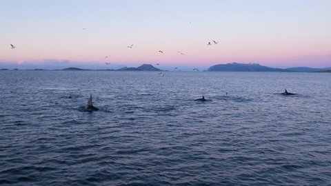 Pod of orcas swimming in magic hour light in Norway