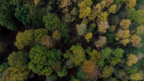 Aerial Autumn Fall Golden leaf trees and pine trees with green grass 4k source