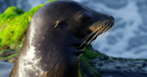 Slow motion close up of sea lion relaxing at La Jolla Cove, San Diego, California Adlı Stok Video