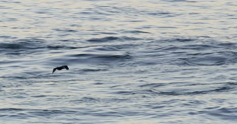 Slow motion of a Brandt's Cormorant bird flying low on the water at La Jolla beach, San Diego, California.