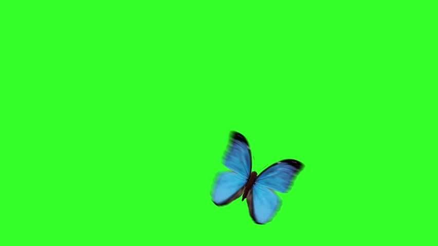 cartoon butterflies on a green background
