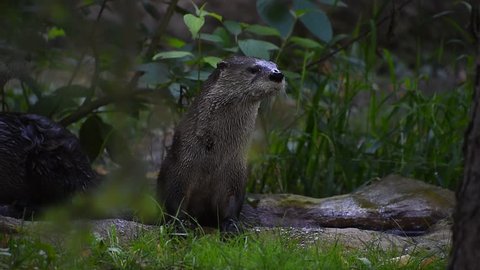 Close up portrait of two giant otters looking alerted around and at camera out of water in zoo enclosure, low angle view