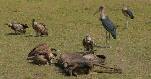 Wake of vultures feeding on a Wildebeest at Maasai Mara National Reserve, Kenya, Africa
