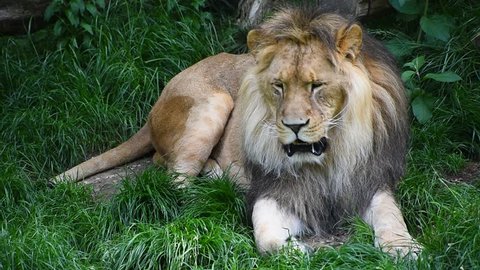 Close Portrait One Male Lion Turning Stock Footage Video (100% Royalty 