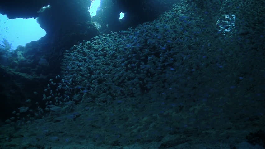 Huge Shoal Fish on Coral Reef, Red sea
