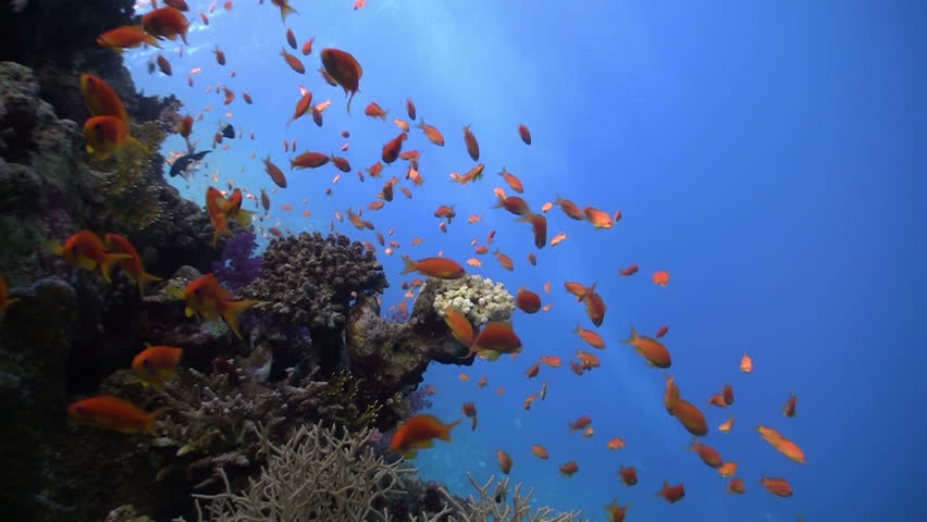 Colorful Fish on Vibrant Coral Reef, static scene, Red sea