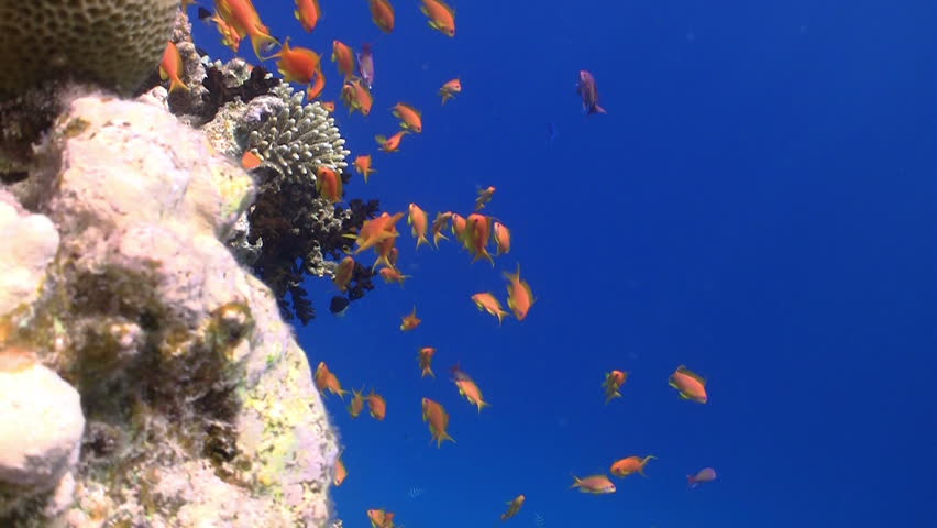 Colorful Fish on Vibrant Coral Reef, static scene, Red sea
