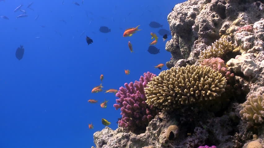 Colorful Fish on Vibrant Coral Reef, static scene, Red sea