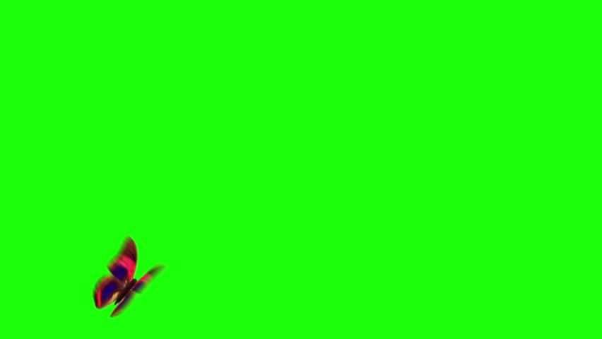 flying butterfly with green screen