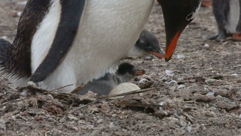 A Gentoo penguin feed a chick with a few days near a egg