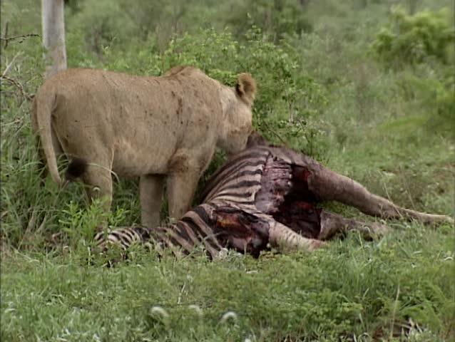 lions eating prey lions eating prey