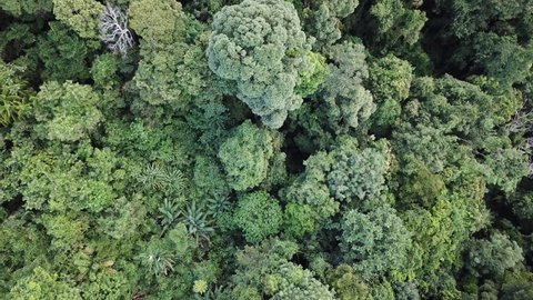 Rainforest. Aerial footage of jungle rain forest canopy
